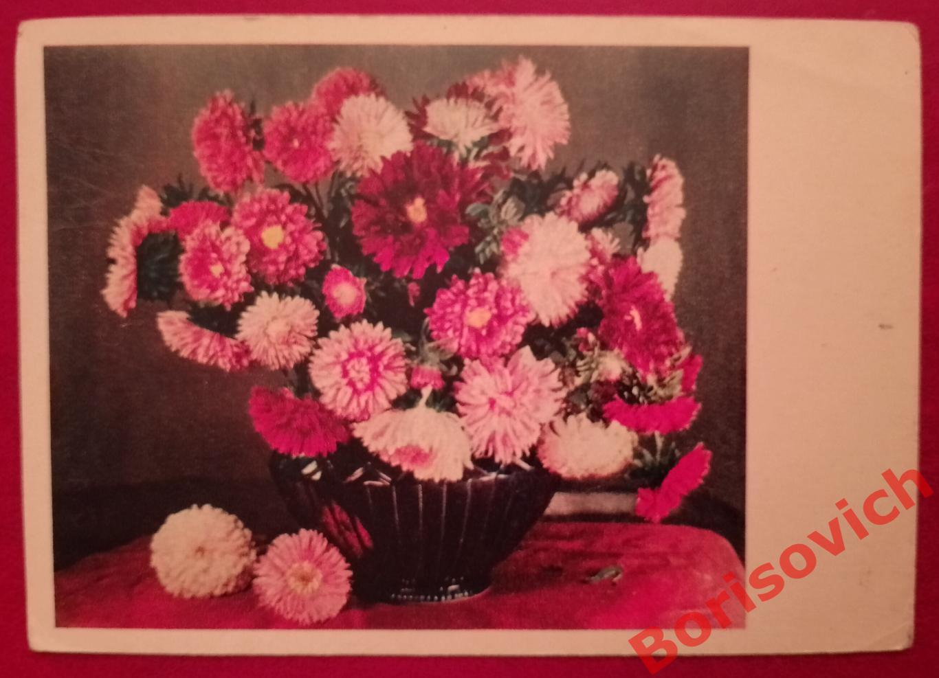 Почтовая карточка АСТРЫ И ГЕОРГИНЫ Цветное фото Е. Игнатович 1956 г
