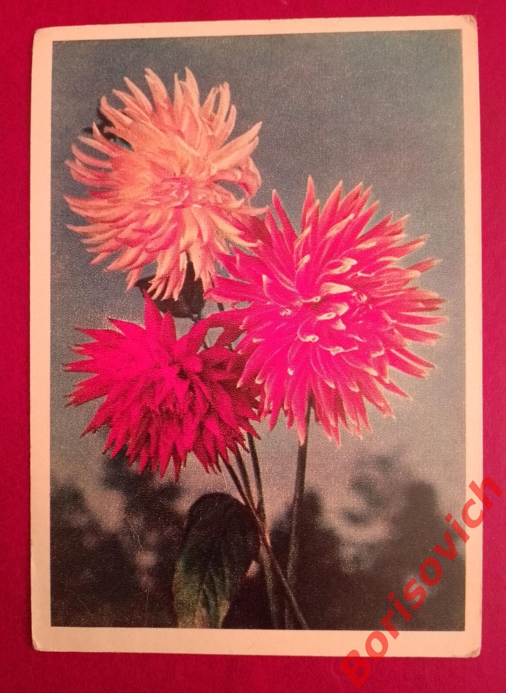 Почтовая карточка ГЕОРГИНЫ Цветное фото И. Шагина 1956 г