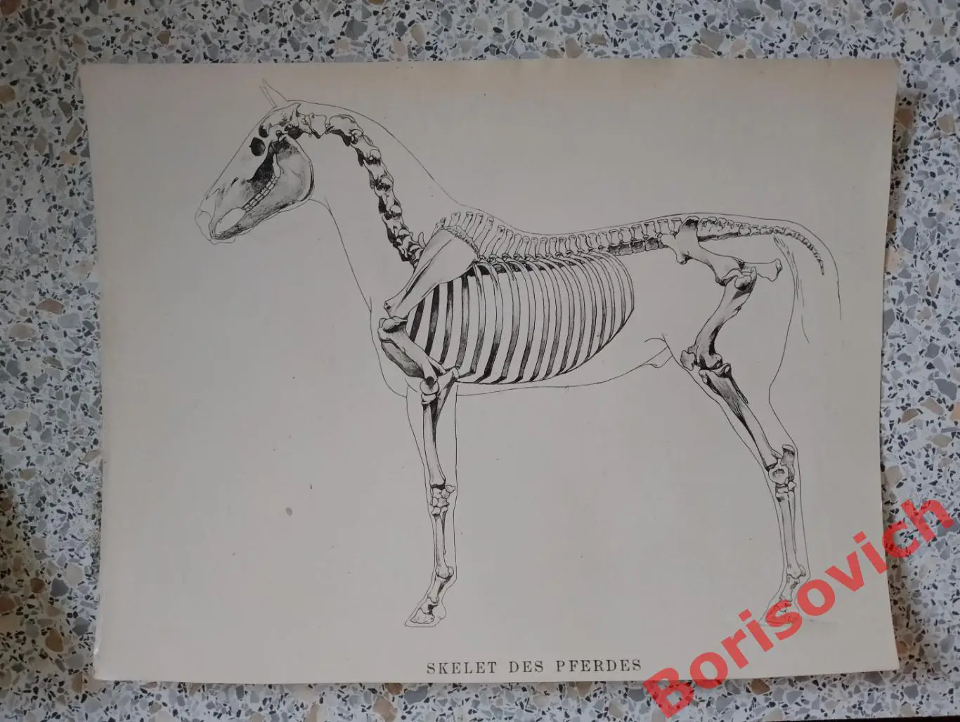 Фотография Из серии Мир лошадей 8