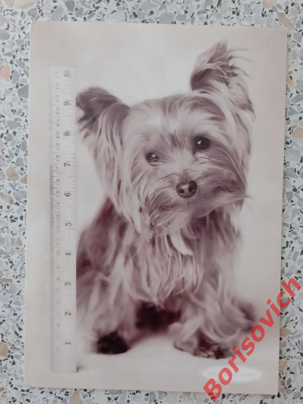 Йоркширский терьер