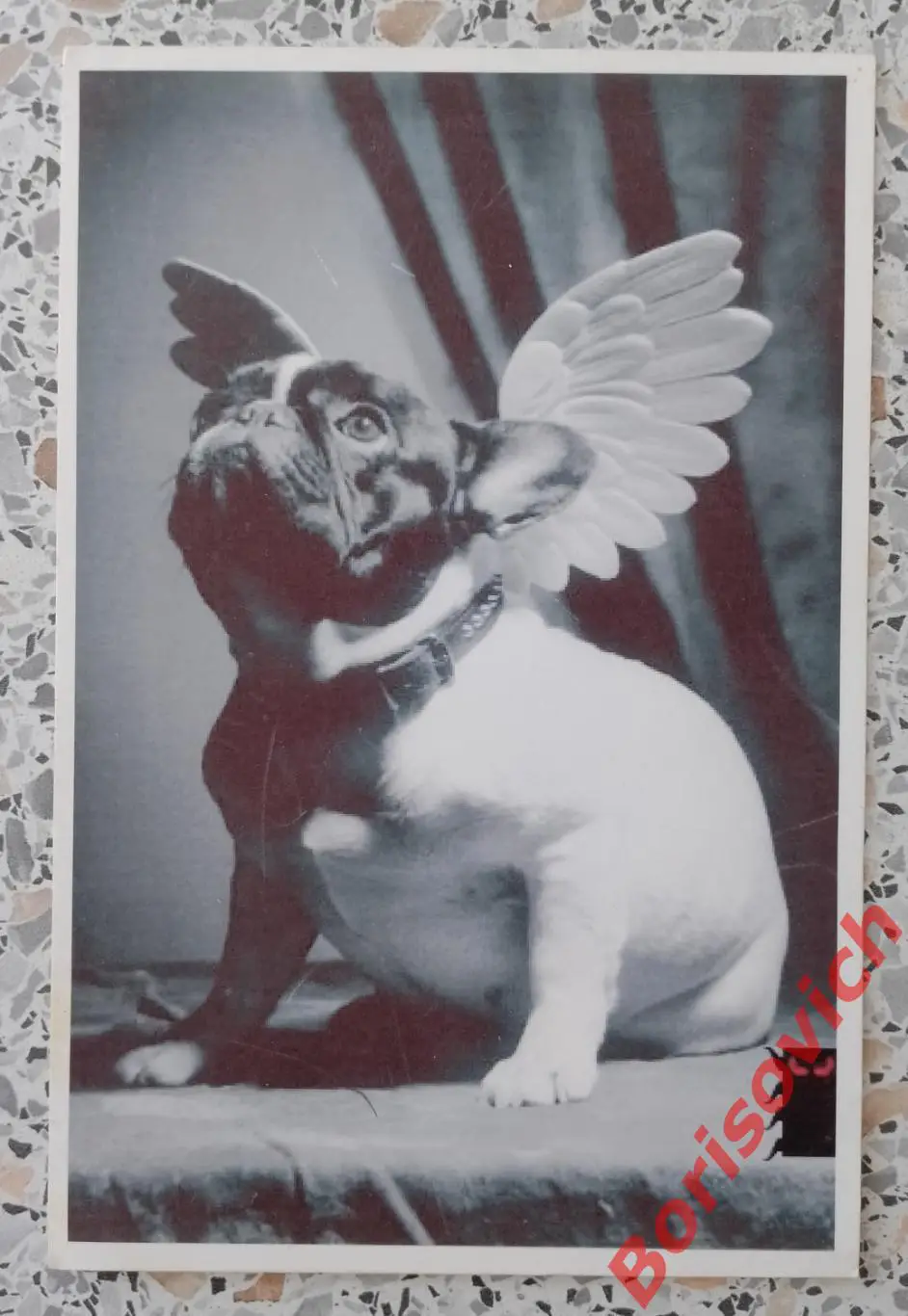 Французский бульдог