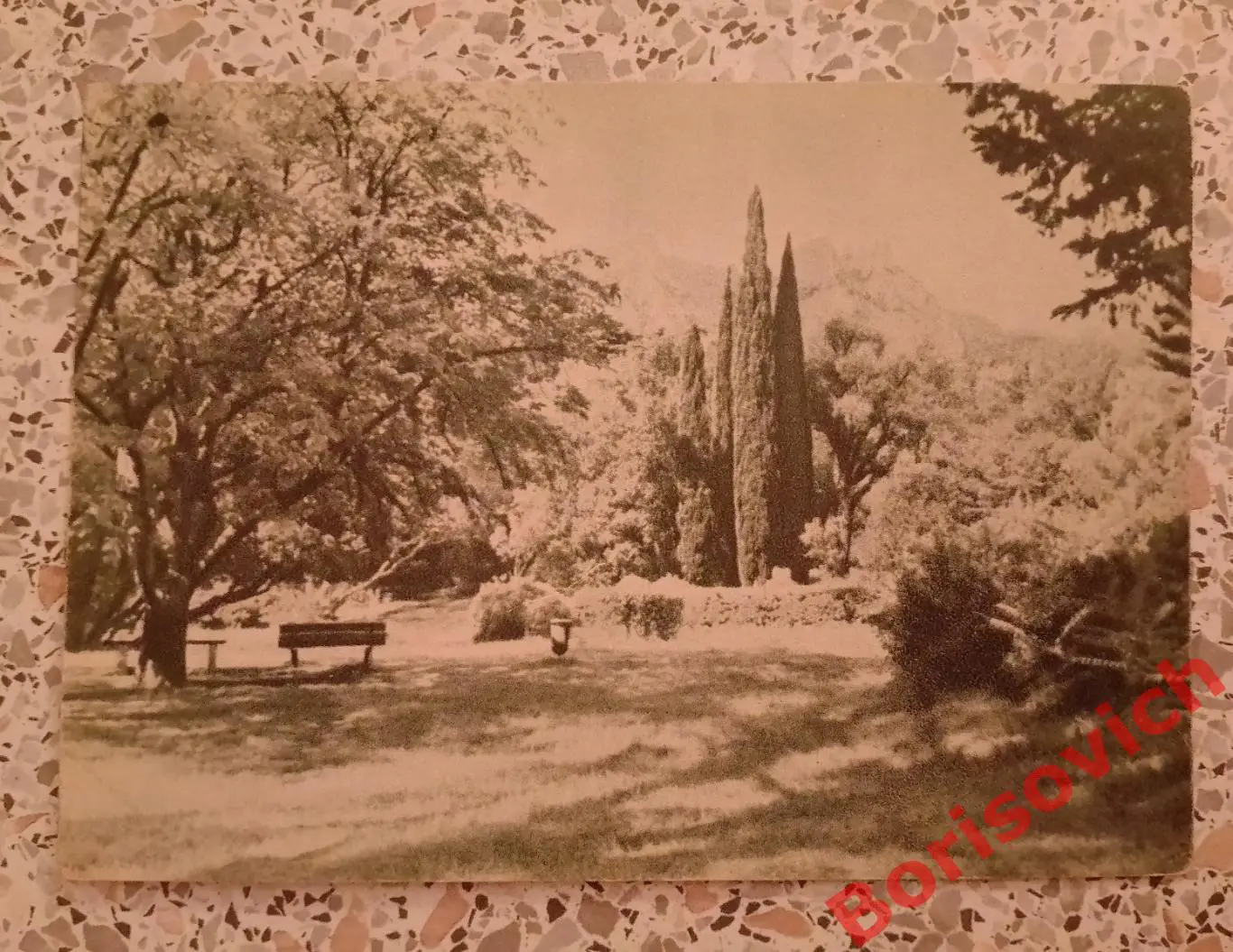 Крым В Алупкинском парке 1955