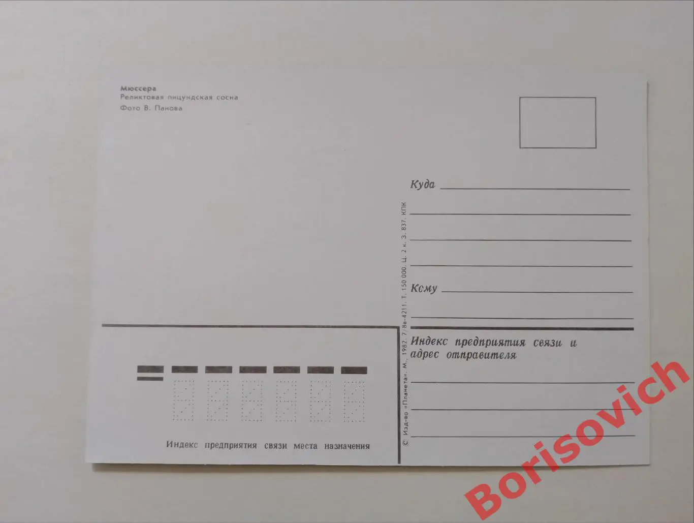 ГАГРА - ПИЦУНДА Мюссера Реликтовая пицундская сосна 1982 1
