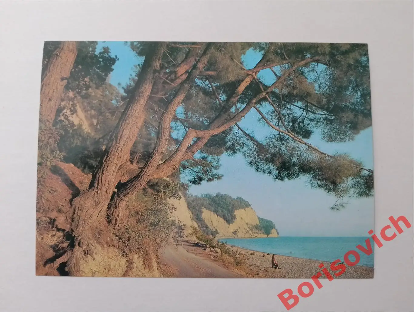 ГАГРА - ПИЦУНДА Мюссера Реликтовая пицундская сосна 1982