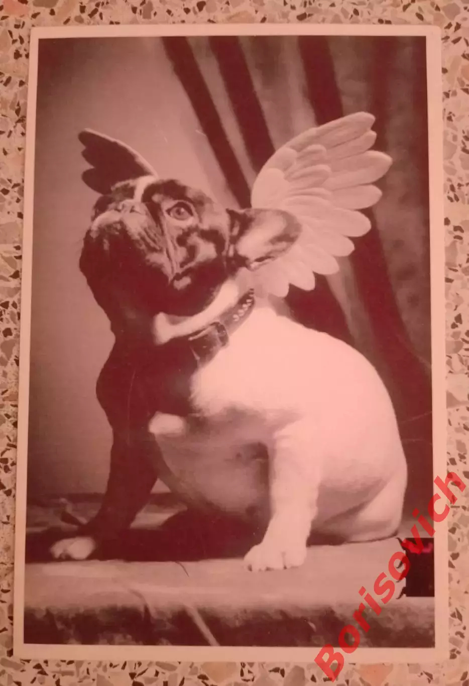 Французский бульдог