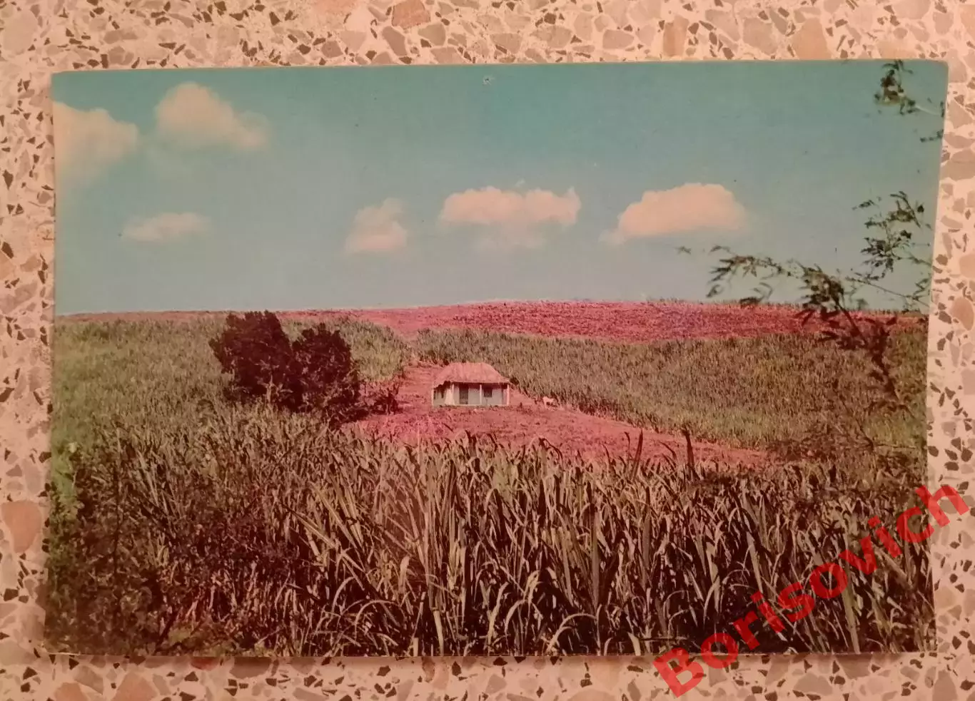 Куба Поля сахарного тростника 1960 - e