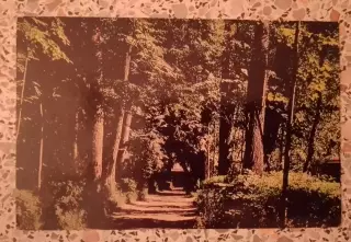 Абрамцево Гоголевская аллея 1977