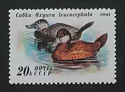 СССР 1991. Утки. Савка.