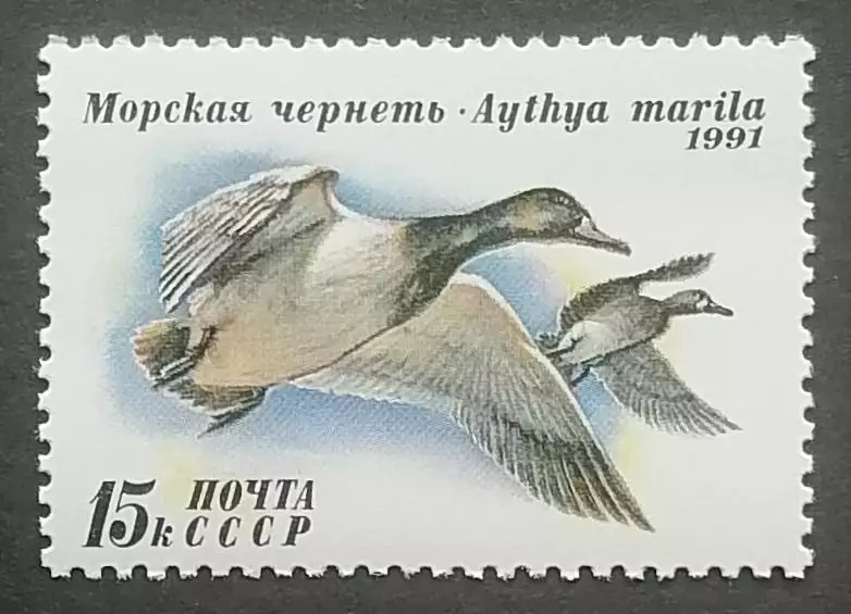 СССР 1991. Утки. Морская чернеть.
