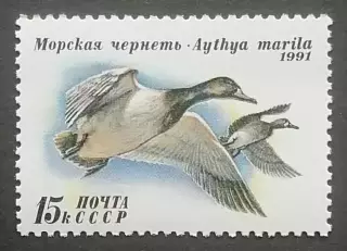 СССР 1991. Утки. Морская чернеть.
