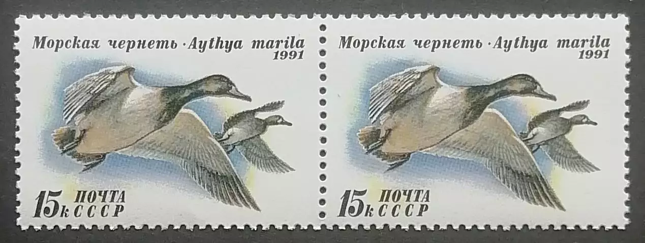 СССР 1991. Утки. Морская чернеть. Пара. 1