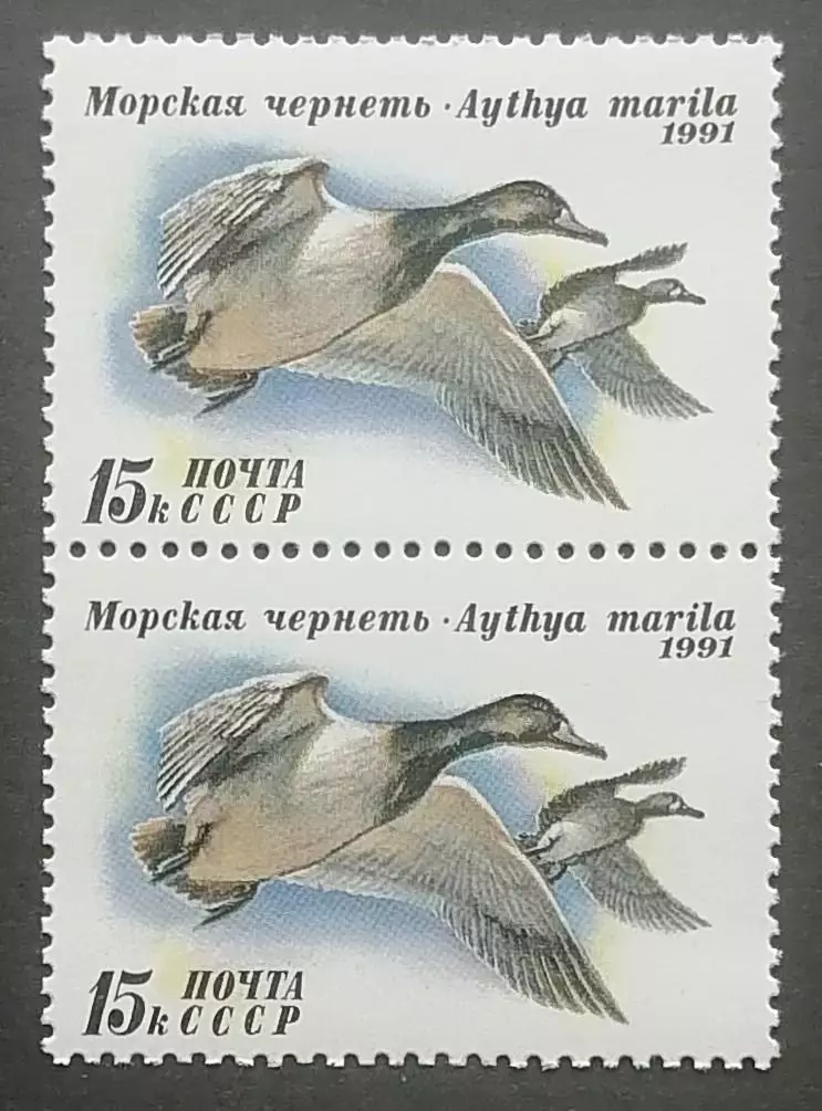 СССР 1991. Утки. Морская чернеть. Пара. 2