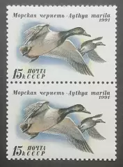 СССР 1991. Утки. Морская чернеть. Пара. 2