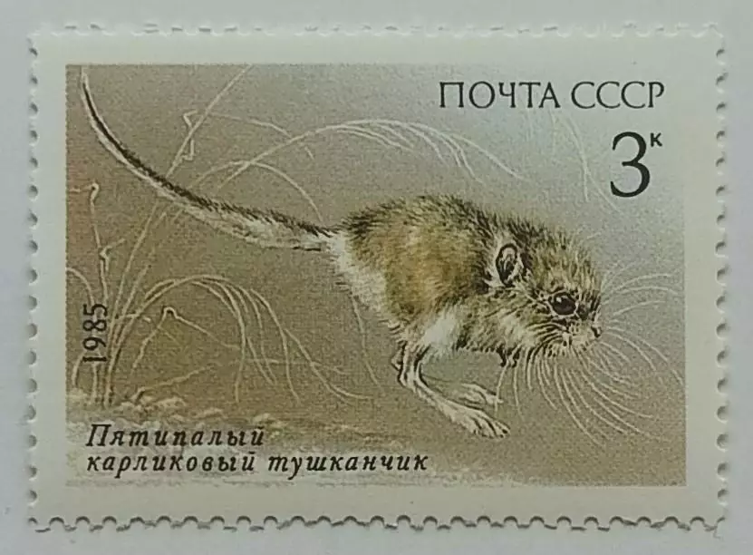 СССР 1985. Животные Красной книги СССР. Тушканчик.