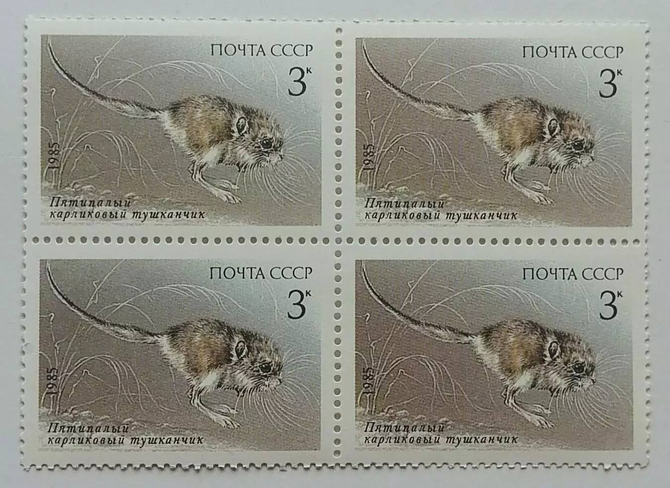 СССР 1985. Животные Красной книги СССР. Тушканчик. Квартблок.