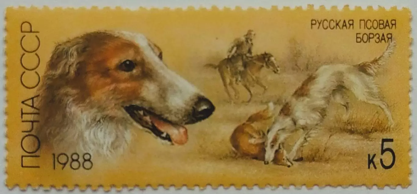 СССР 1988. Отечественные породы охотничьих собак. Русская борзая.