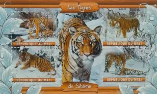 Малый лист. Мали 2020. Фауна. Амурский тигр.