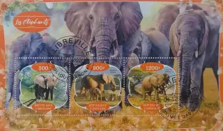 Малый лист. Габон 2020. Фауна. Животные Африки. Слоны.