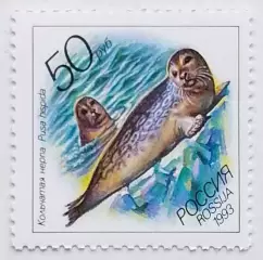 Россия 1993. Животные морей Тихоокеанского региона. Кольчатая нерпа.