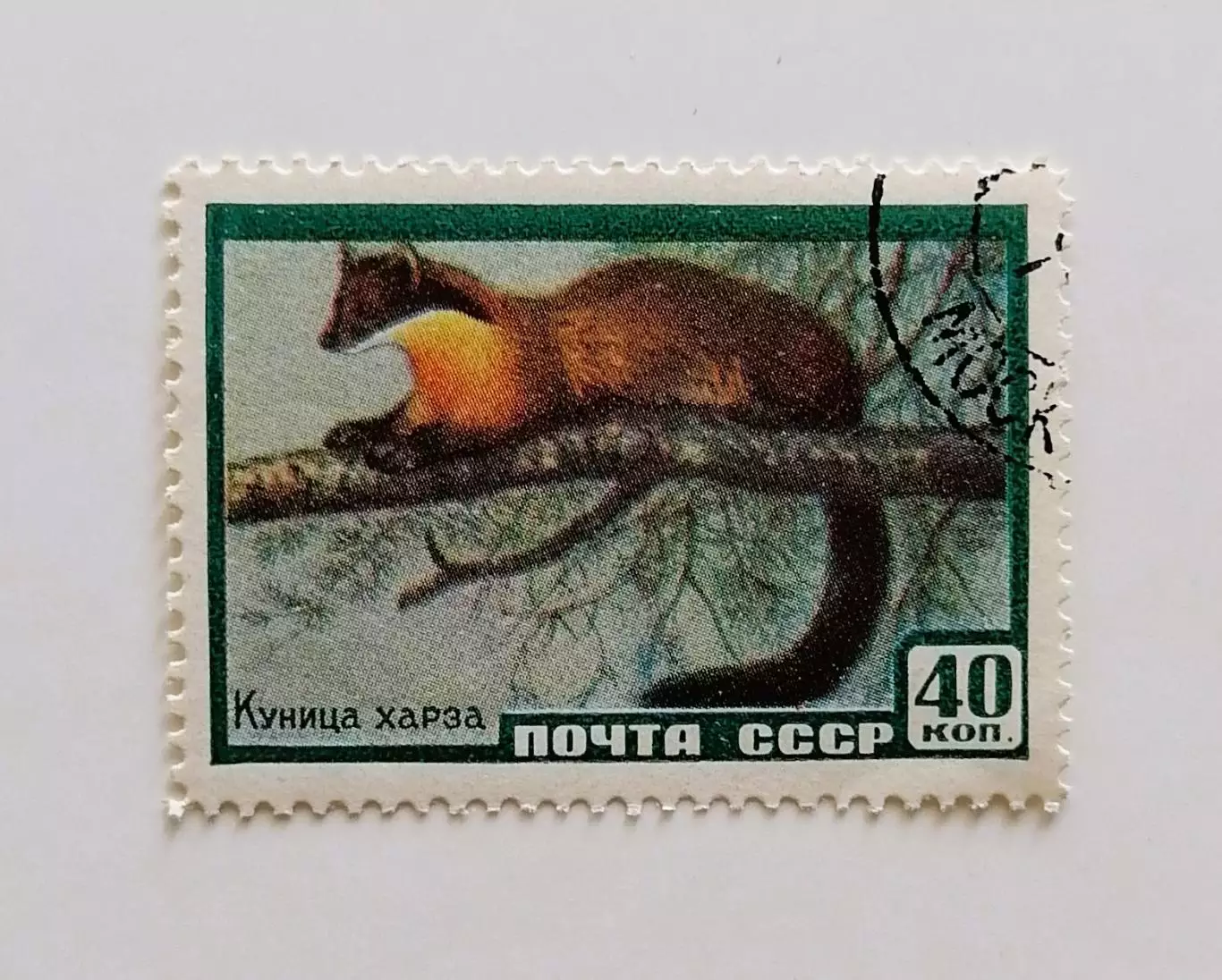 СССР 1959. Фауна СССР. Куница харза.