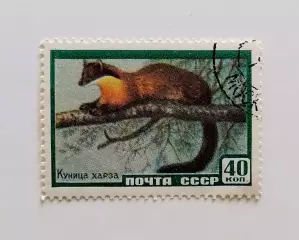 СССР 1959. Фауна СССР. Куница харза.
