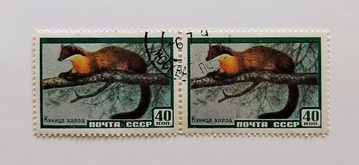 СССР 1959. Фауна СССР. Куница харза. Пара.1