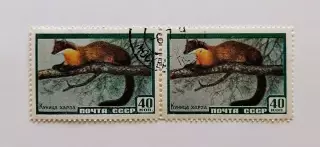 СССР 1959. Фауна СССР. Куница харза. Пара.1
