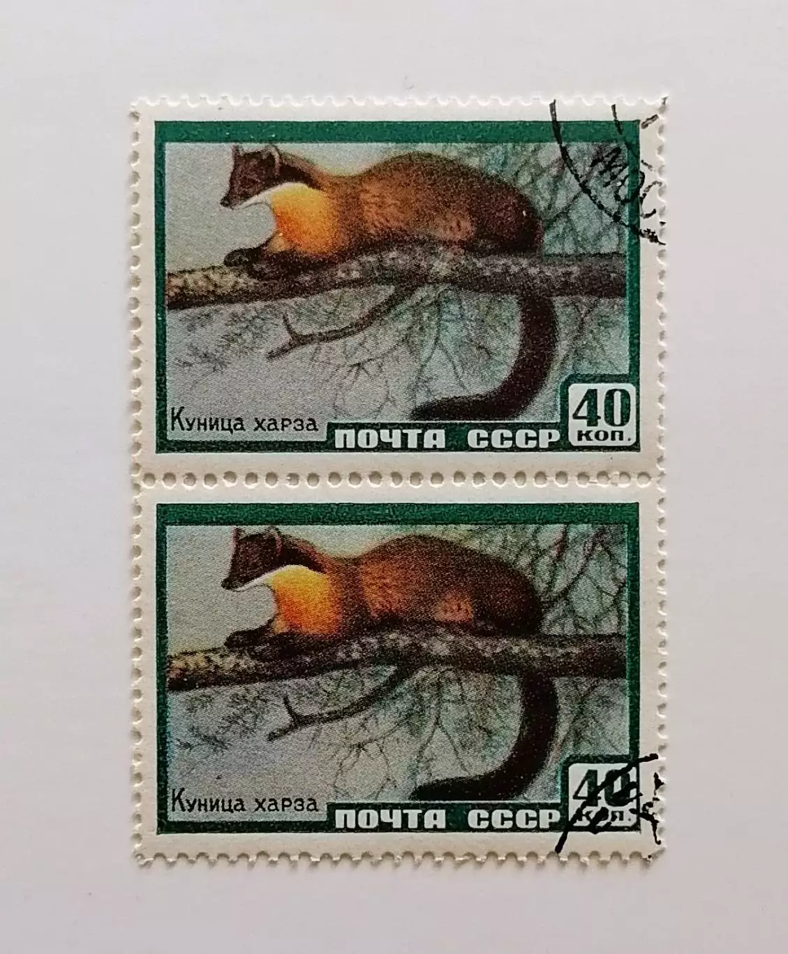 СССР 1959. Фауна СССР. Куница харза. Пара.2