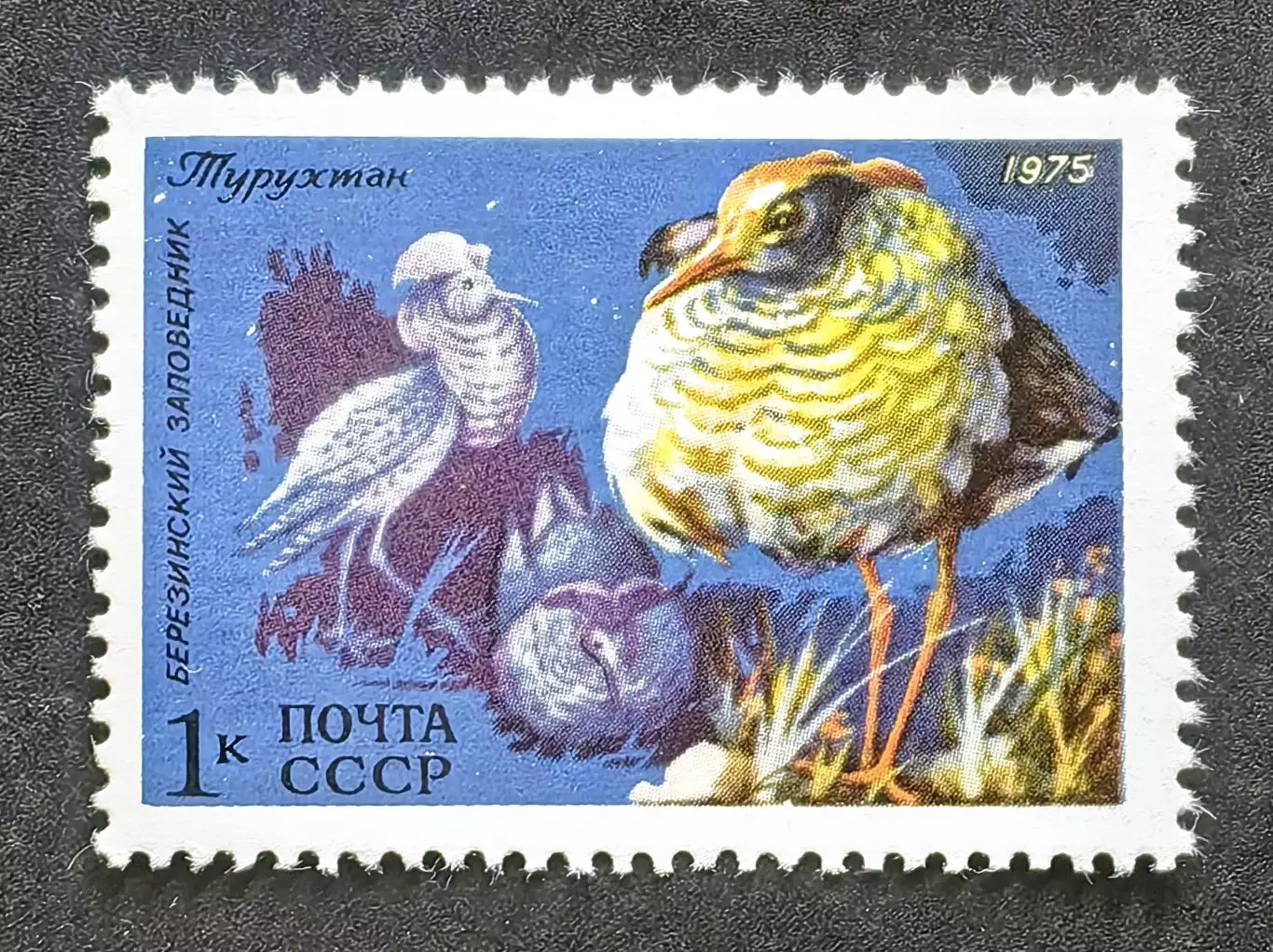 СССР 1975.Фауна СССР. Турухтан.
