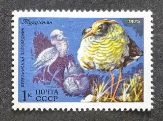 СССР 1975.Фауна СССР. Турухтан.