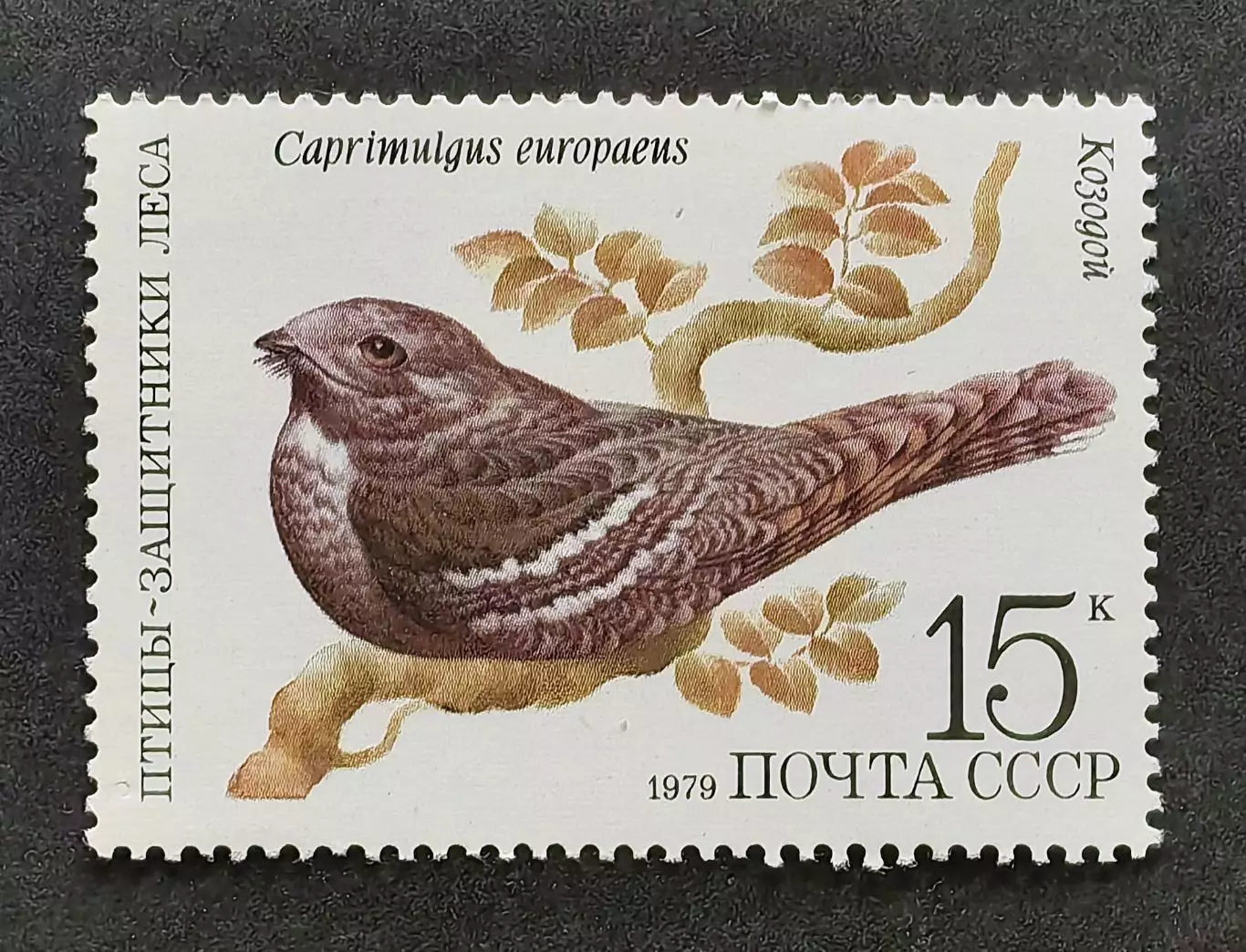 СССР 1979. Птицы - защитники леса. Козодой.