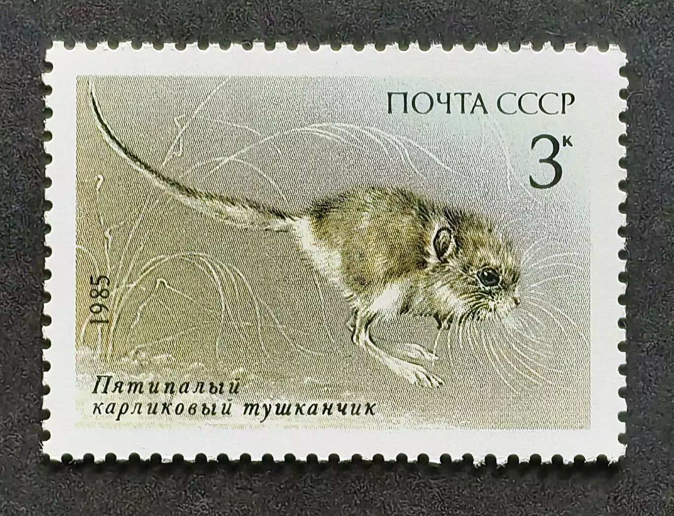 СССР 1985. Животные Красной книги СССР. Тушканчик.