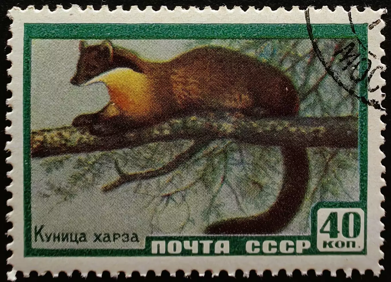 СССР 1959. Фауна СССР. Куница харза