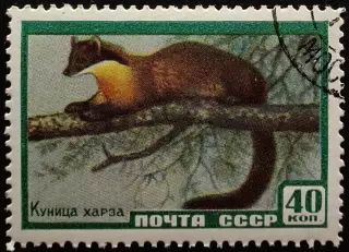 СССР 1959. Фауна СССР. Куница харза