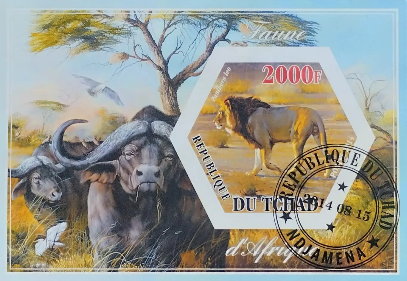 Блок б\з. Чад 2015. Фауна. Лев. Буйволы.