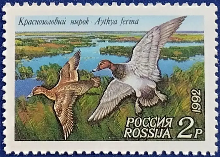 Россия 1992. Утки. Красноголовый нырок.