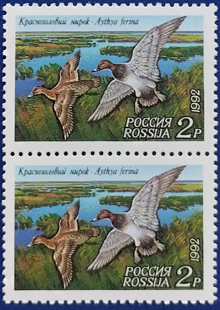 Россия 1992. Утки. Красноголовый нырок. Пара. 1