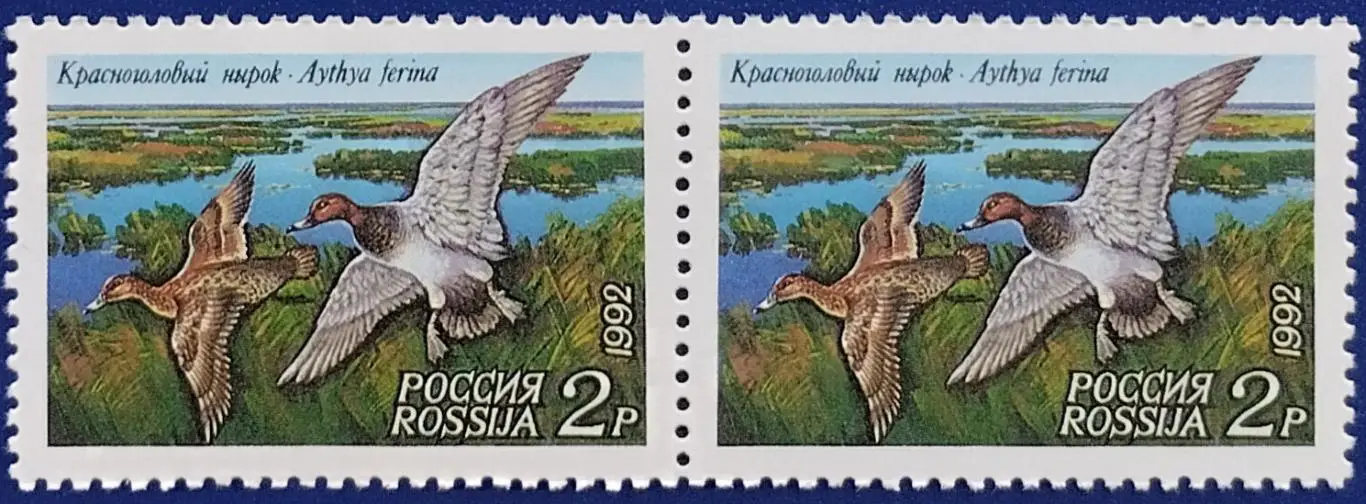 Россия 1992. Утки. Красноголовый нырок. Пара. 2