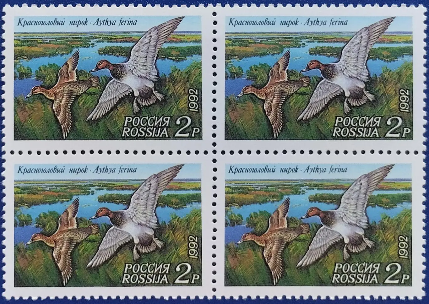 Россия 1992. Утки. Красноголовый нырок. Квартблок.