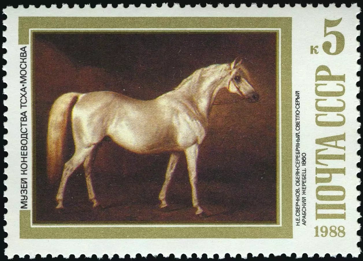 СССР 1988. Н.Сверчков. Светло-серый арабский жеребец.