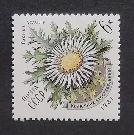 СССР 1981. Цветы украинских Карпат. Колючник бесстебельный.