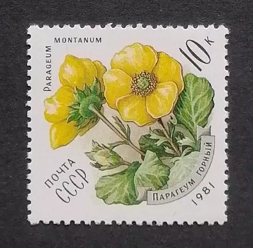 СССР 1981. Цветы украинских Карпат. Парагеум горный.