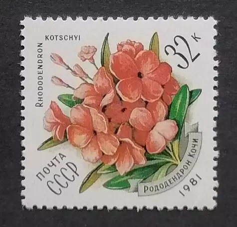СССР 1981. Цветы украинских Карпат. Рододендрон Кочи.