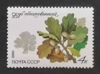 СССР 1980. Охраняемые породы деревьев и кустарников. Дуб обыкновенный.