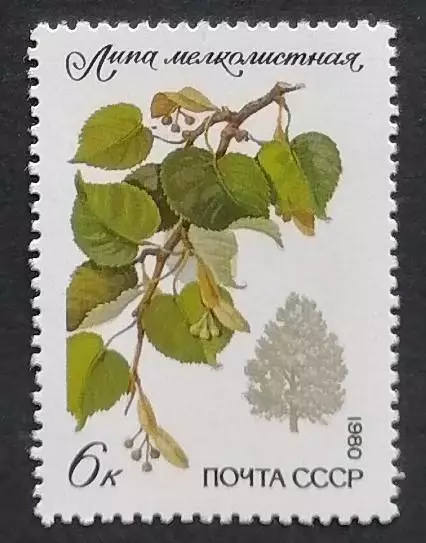СССР 1980. Охраняемые породы деревьев и кустарников. Липа мелколистная.