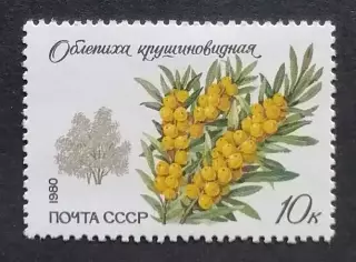 СССР 1980. Охраняемые породы деревьев и кустарников. Облепиха крушиновидная.