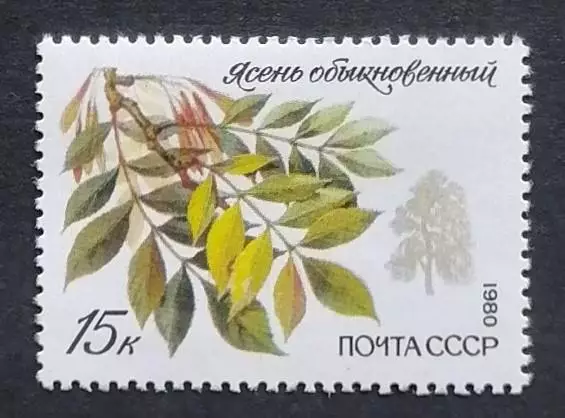 СССР 1980. Охраняемые породы деревьев и кустарников. Ясень обыкновенный.