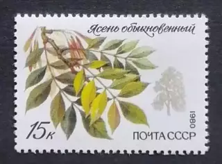 СССР 1980. Охраняемые породы деревьев и кустарников. Ясень обыкновенный.