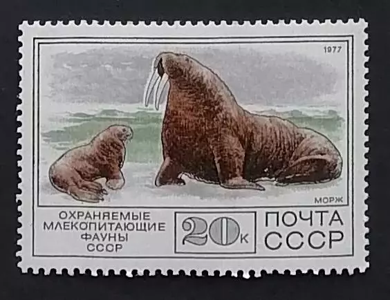 СССР 1977. СССР 1977. Фауна СССР. Морж.