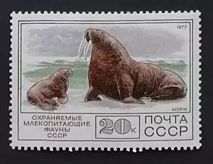 СССР 1977. СССР 1977. Фауна СССР. Морж.